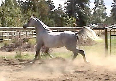 Grey mare by Versace