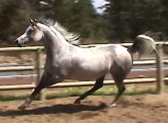 Grey mare by Versace