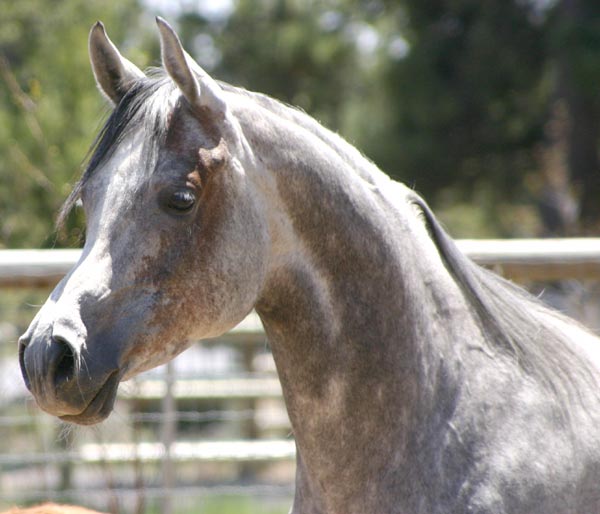 Beautiful Broodmare by Versace