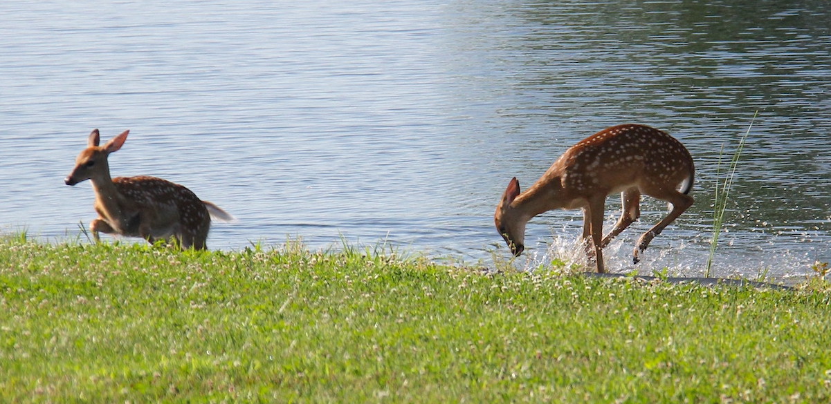 water fawns