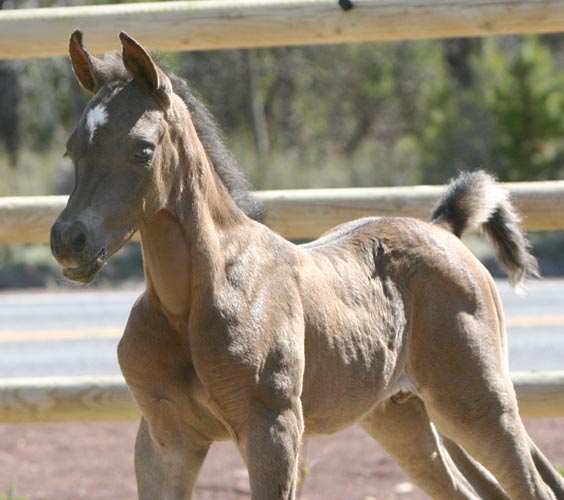 Black Arabian colt by pfc Trevallon 2007
