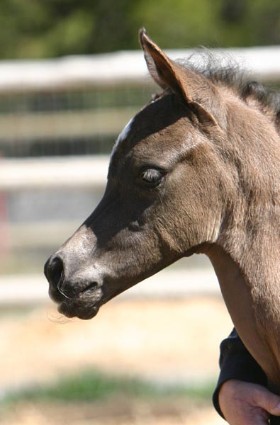 Black Arabian colt by pfc Trevallon 2007