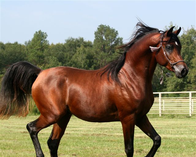Bay Shaqab al Gazal son