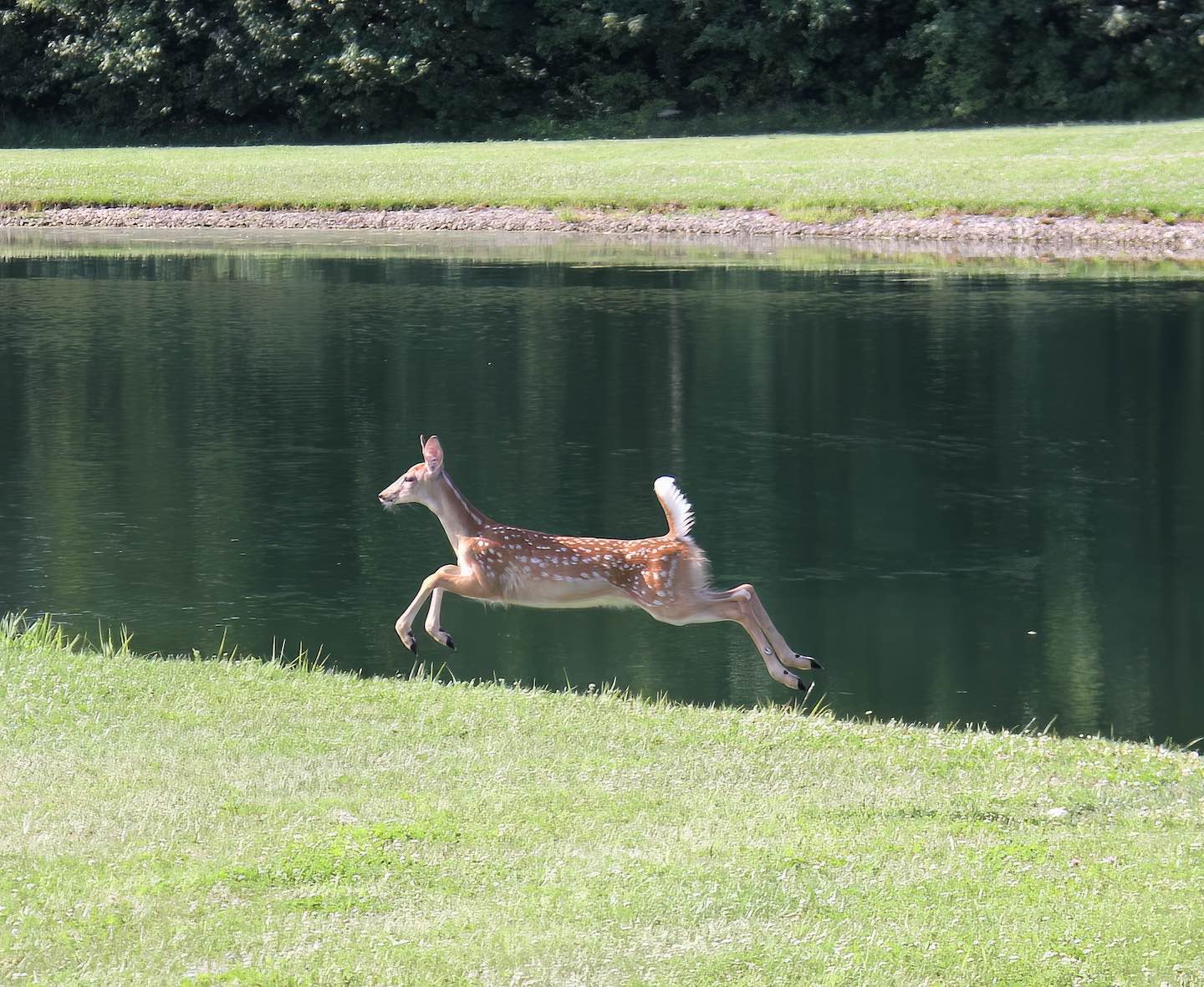 running fawn