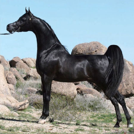 Black Arabian Stallion, Ferrer