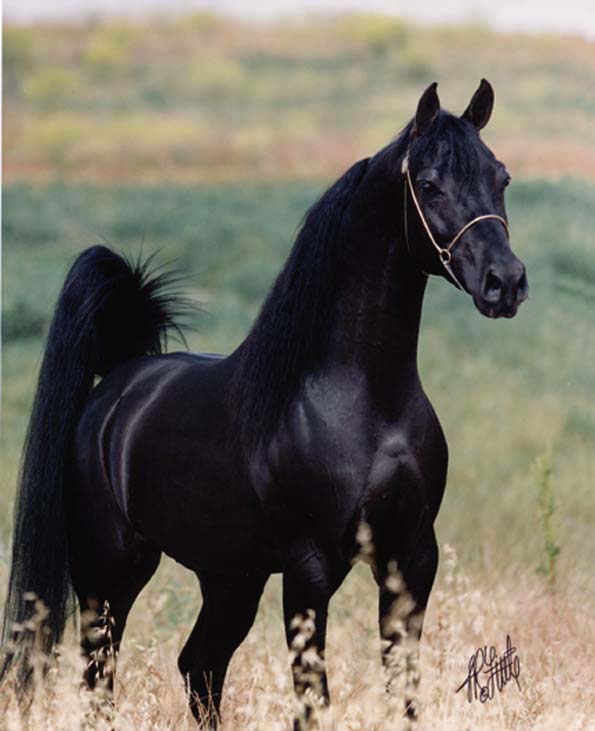 Black Arabian Stallion, Ravvens Jafar