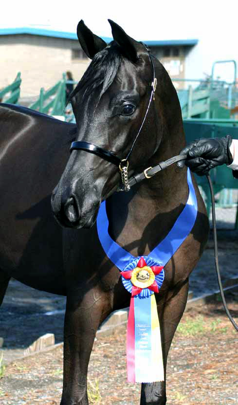 Black Arabian Filly by pfc Trevallon