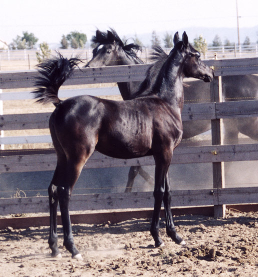 Black Arabian Horses of Birch Park
