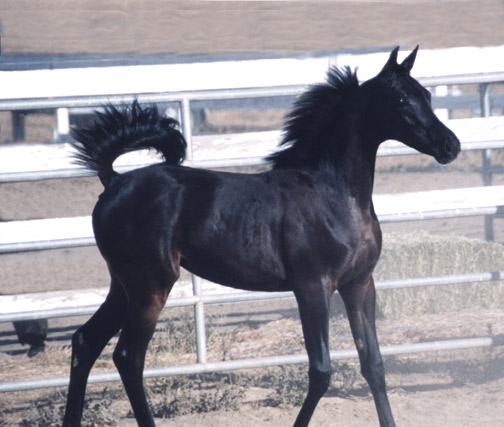 Black Arabian Horses of Birch Park
