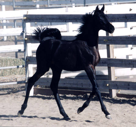 Black Arabian Horses of Birch Park