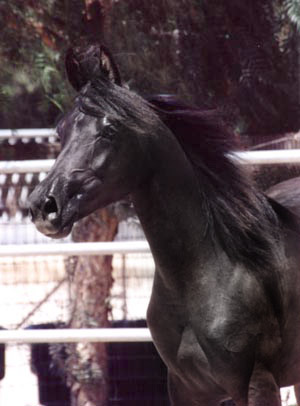 Homozygous black mare by Ravvens JAFAR