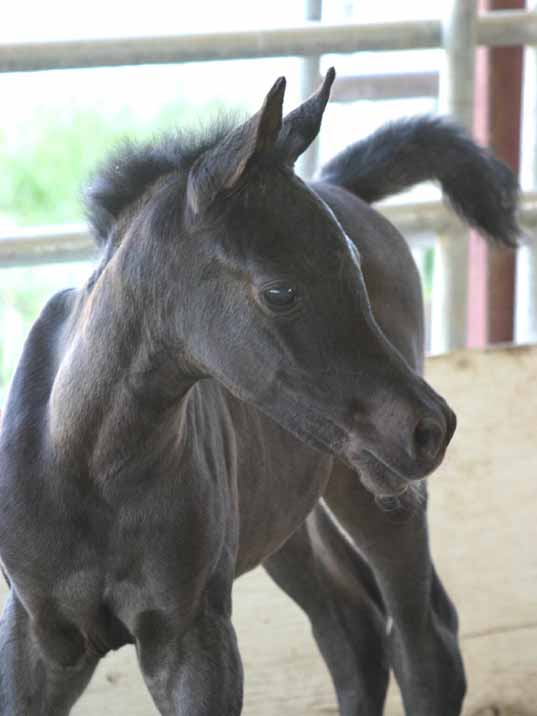 BlackArabian filly bt pfc Trevallon