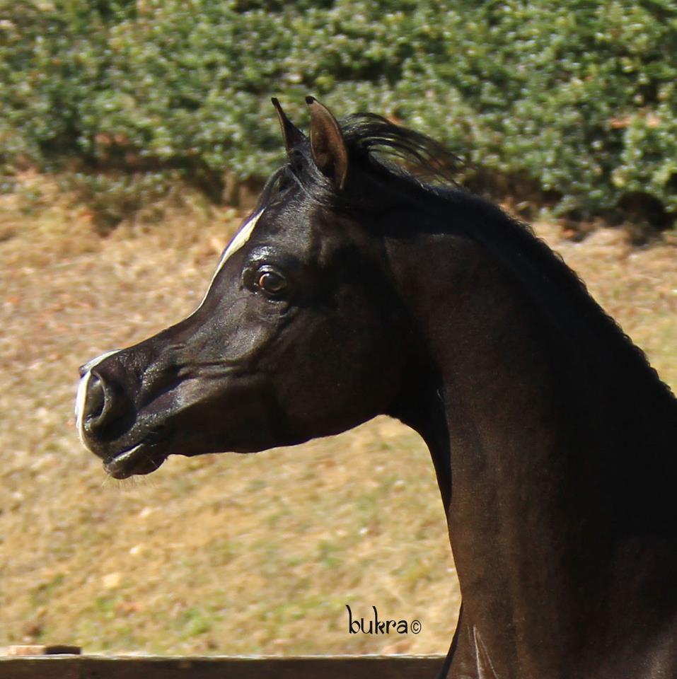 Black Arabian stallion by True Colours