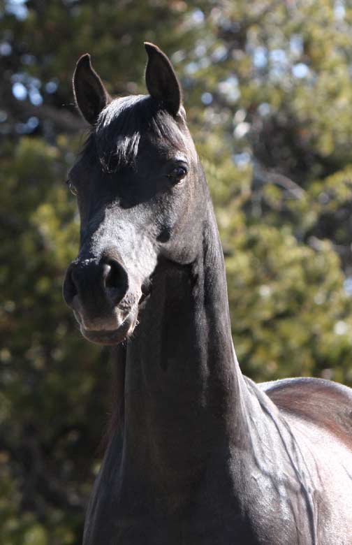 Homozygous black Arabian mare by Beythoven