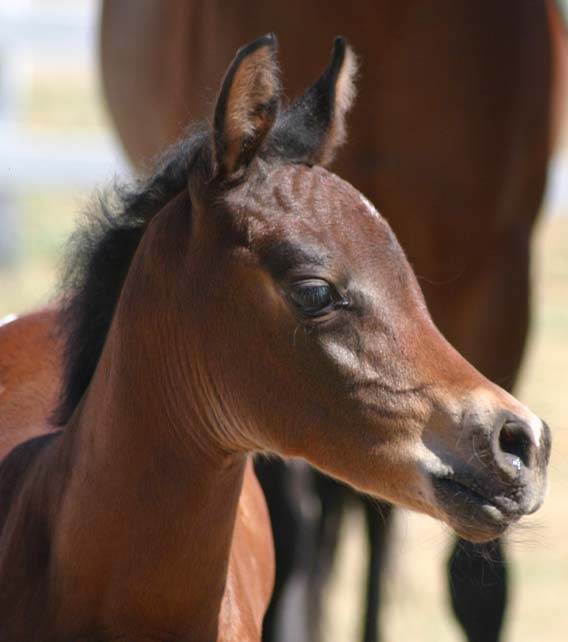 Bay Arabian Filly from Birch Park Black Arabians