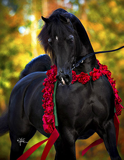 Champion producing black Arabian stallion, ROL Intencyty