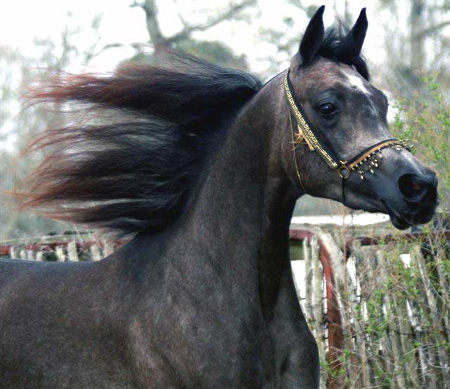 grey filly by Gazal al Shaqab