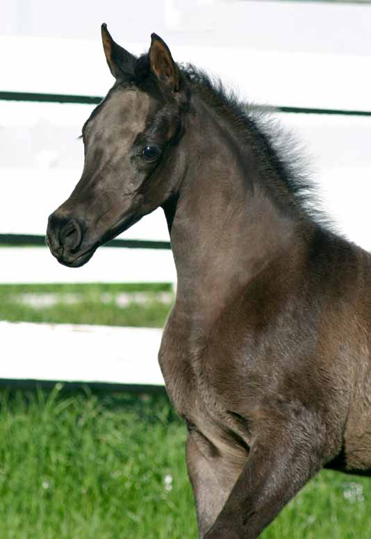 black Arabian Filly by pfc Trevallon