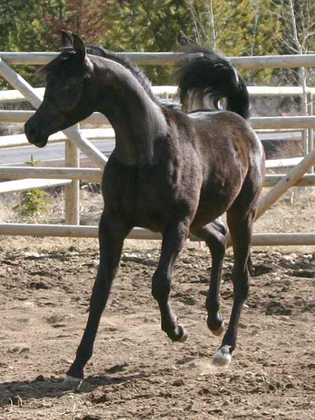 Black Arabian colt by pfc Trevallon